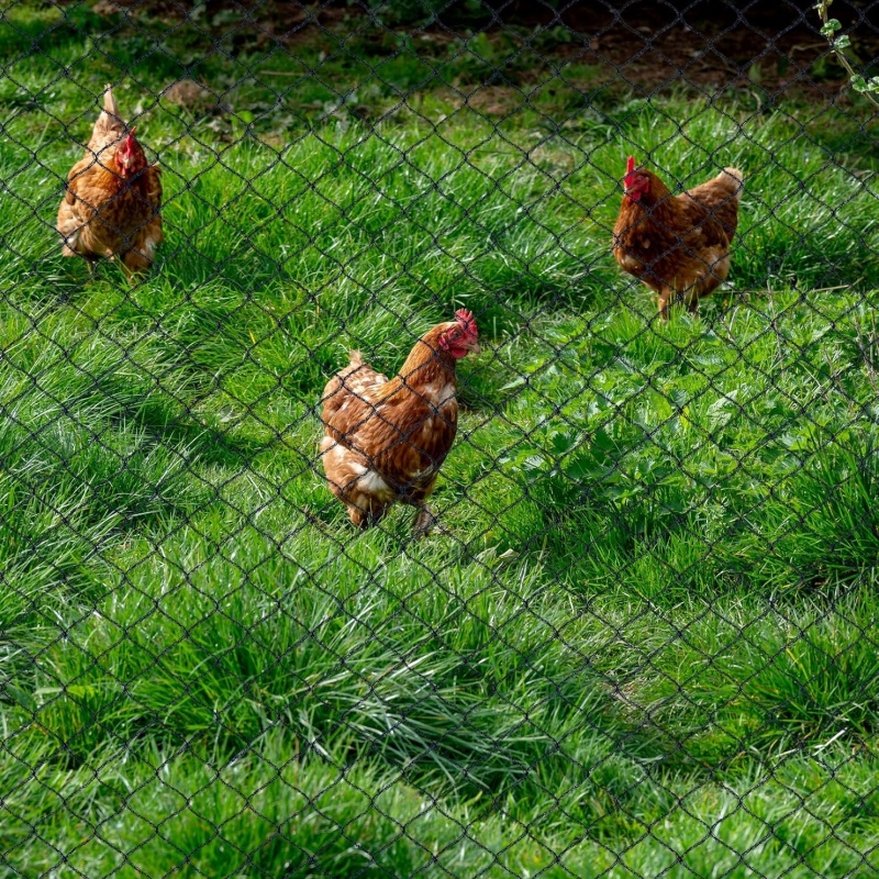 anti bird netting