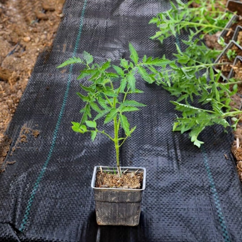 weed mat
