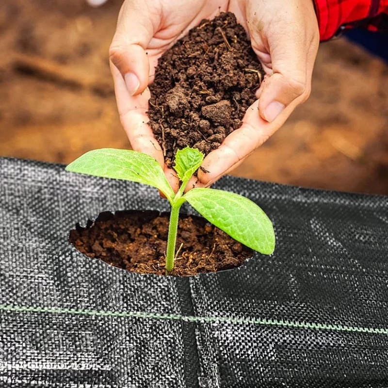 ground cover ground cover