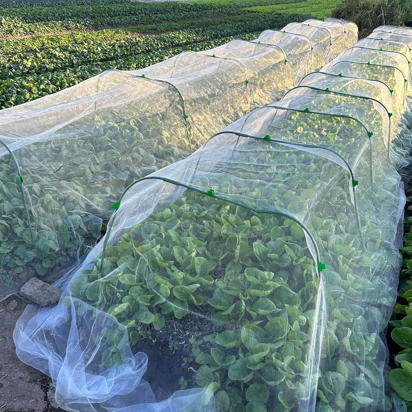 Why are anti-insect netting necessary?