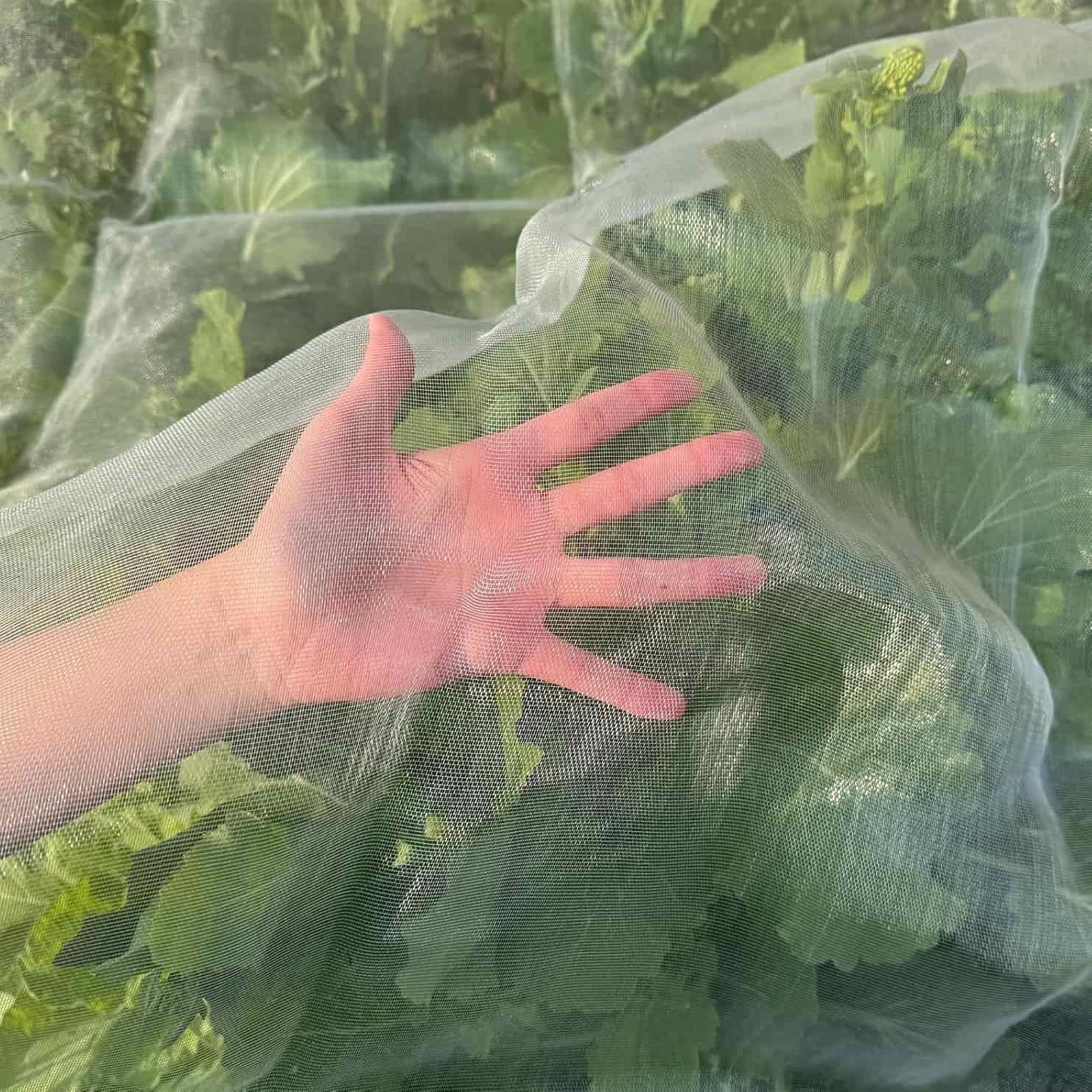 How to Choose the Right Mesh Size for Your Anti-Insect Net?