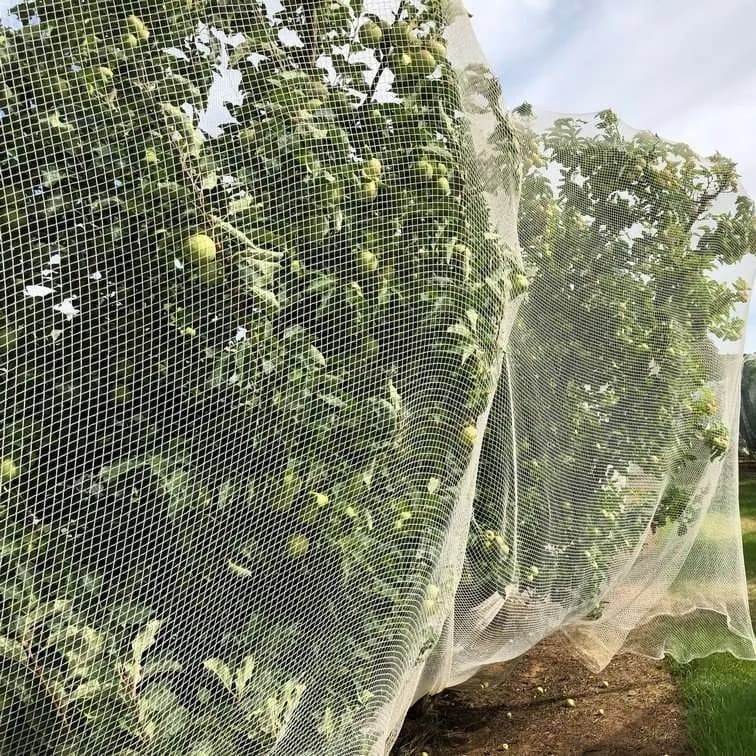 Function of Anti-bird Netting