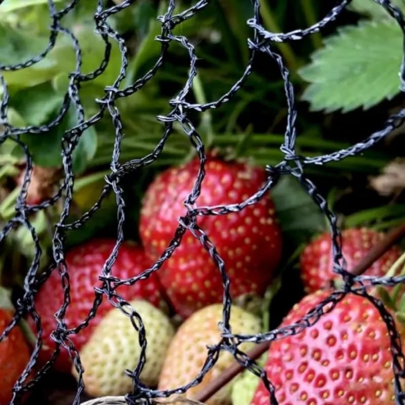 Some information about anti bird netting.