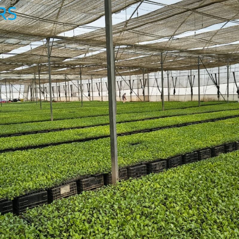 Trend of sun shade net.