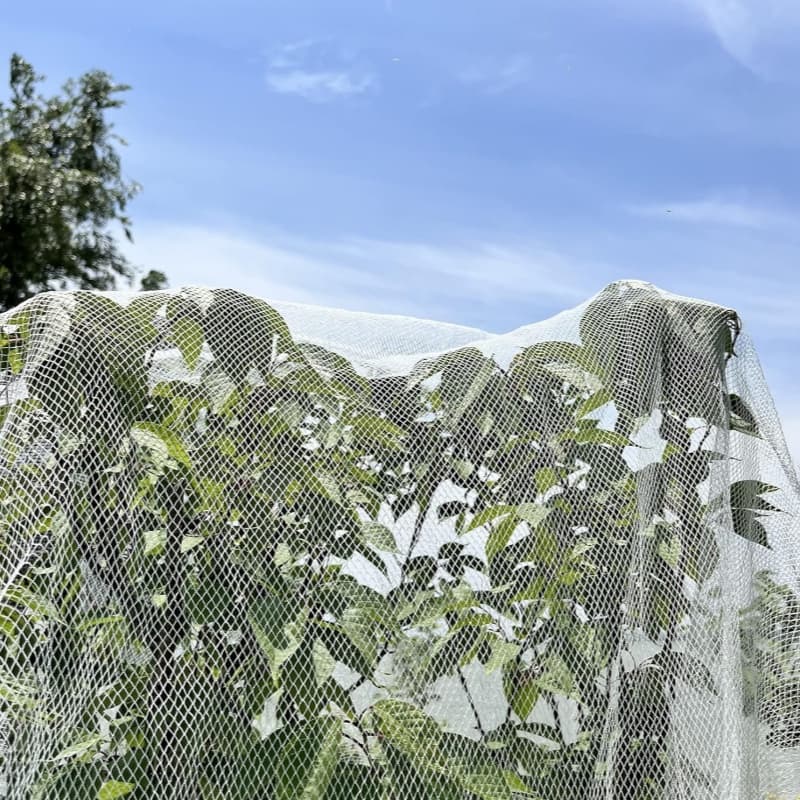 Introduction of Anti-bird Netting