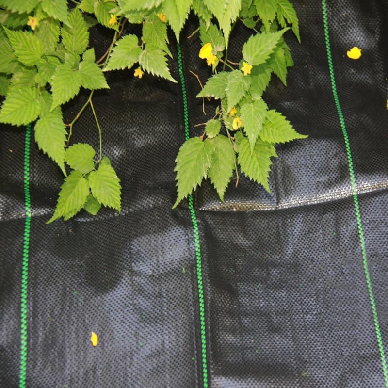 ground cover