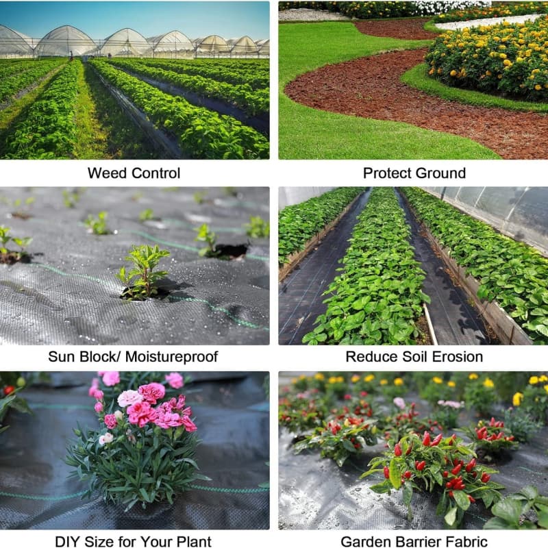 ground cover ground cover