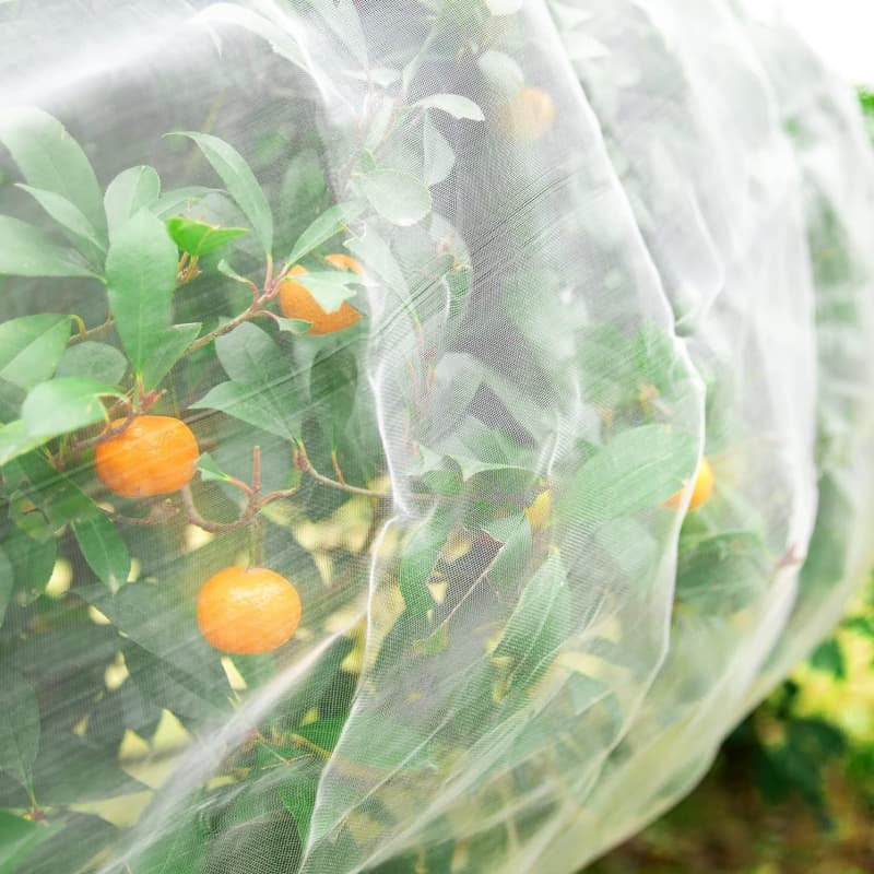 Anti Insect Net Anti Insect Net