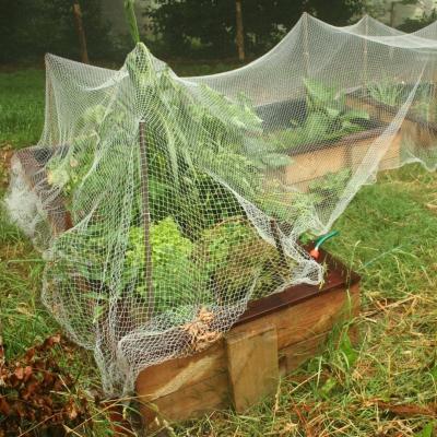 Factory Price Anti-Bird Netting for Fruit Trees