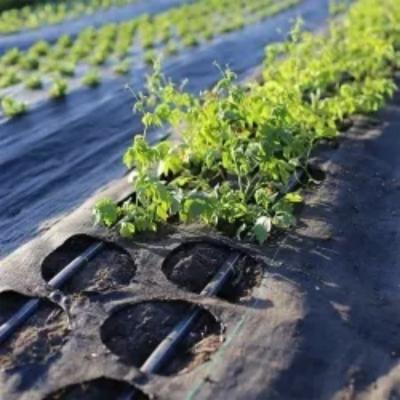 Factory Hot Sale Custom Garden Ground Cover Weed Control Mat