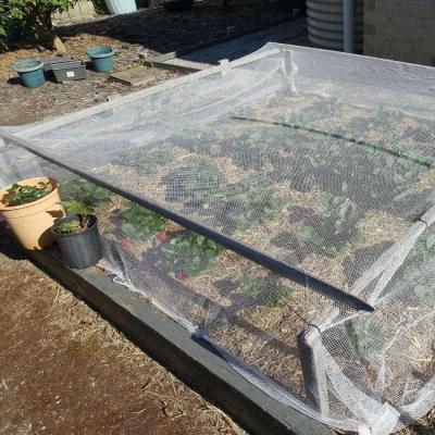Anti-insect Net